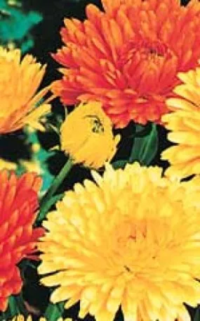 Calendula - Pacific Beauty Mix (Seeds)